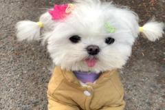 1_anh-cho-cai-cute-xinh-1