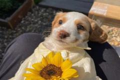 anh-cho-cai-cute-nhat-1
