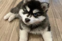 1_anh-cho-canh-nho-cute-1