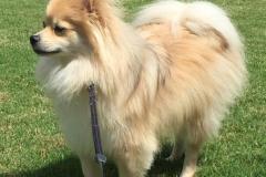 anh-cho-chihuahua-dep-
