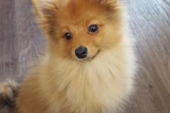 anh-cho-chihuahua-dep-cute-