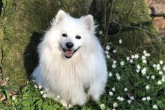 anh-cho-chihuahua-dep-cute