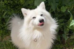 anh-cho-chihuahua-dep-xinh-