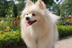 anh-cho-chihuahua-dep-xinh