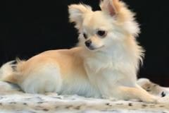 anh-cho-chihuahua-dep
