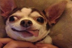 1_anh-cho-chihuahua-hai-meme-1