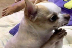 1_anh-cho-chihuahua-hai-meme-cute-1