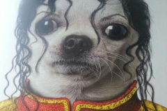 1_anh-cho-chihuahua-hai-meme-hai-1