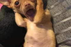 anh-cho-chihuahua-hai-meme-1