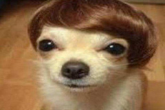 anh-cho-chihuahua-hai-meme-cute-1