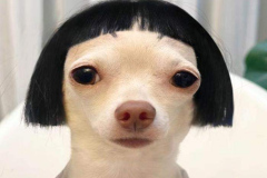 anh-cho-chihuahua-hai-meme-hai-1