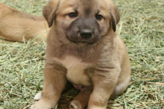 anh-cho-co-con-cute-1