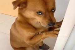 anh-cho-co-meme-cute-1