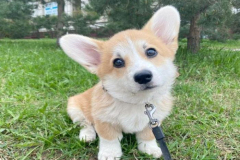 Hình ảnh chú chó corgi cực đáng yêu