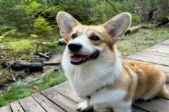 Hình ảnh chú chó corgi cực đáng yêu