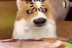 Hình ảnh chú chó corgi cực đáng yêu