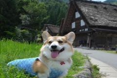 1_anh-cho-corgi-cute-nhat-1
