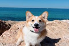 1_anh-cho-corgi-cute-xinh-1