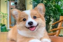 anh-cho-corgi-cute-1