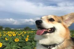 anh-cho-corgi-cute-dang-yeu-1