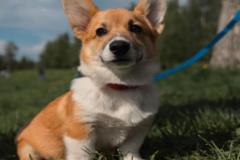 anh-cho-corgi-cute-dep-1