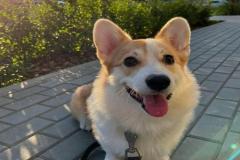 anh-cho-corgi-cute-xinh-1