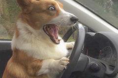 1_anh-cho-corgi-meme-1