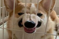1_anh-cho-corgi-meme-cute-1