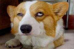 1_anh-cho-corgi-meme-hai-1