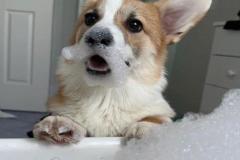 anh-cho-corgi-meme-cute-1