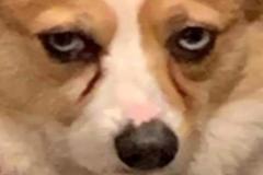 anh-cho-corgi-meme-hai-1