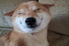 anh-cho-cuoi-mim-cute-1