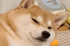 anh-cho-cuoi-nhech-mep-cute-1