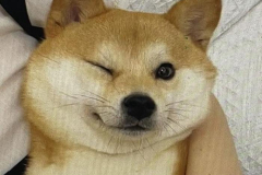 anh-cho-cuoi-mim-1