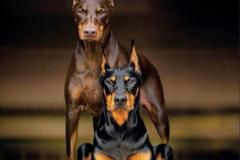 1_anh-cho-doberman-dep-1