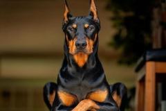 1_anh-cho-doberman-dep-nhat-1