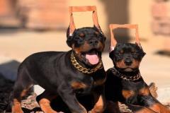 1_anh-cho-doberman-dep-xinh-1