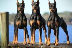 anh-cho-doberman-dep-1
