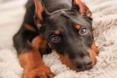 anh-cho-doberman-dep-nhat-1
