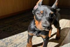 anh-cho-doberman-dep-xinh-1
