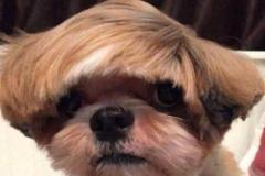 1_anh-con-cho-doi-toc-gia-1