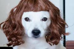 anh-con-cho-doi-toc-gia-cute-1