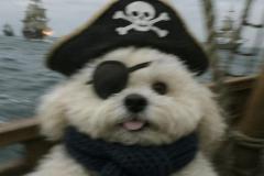 anh-cho-duc-meme-1