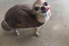 anh-cho-duc-meme-cute-1