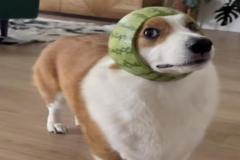 anh-cho-duc-meme-hai-1