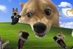 1_anh-cho-gam-meme-1