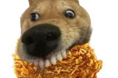 1_anh-cho-gam-meme-cute-1