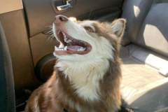 Ảnh chó husky ngáo hài hước