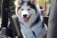 Ảnh chó husky ngáo hài hước