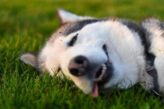 Ảnh chó husky ngáo hài hước